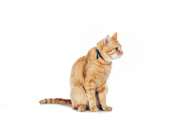 istock cute furry ginger cat with collar looking away isolated on white 1041127178