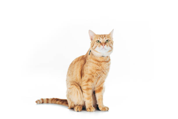 istock cute domestic tabby cat looking up isolated on white 1041127196