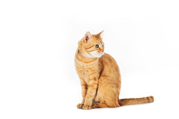 istock funny furry ginger cat sitting and looking away isolated on white 1041127202