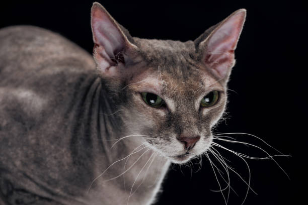 istock domestic grey sphynx cat looking away isolated on black 1041127300