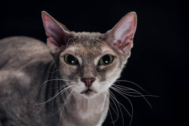 istock domestic grey sphynx cat looking at camera isolated on black 1041127316