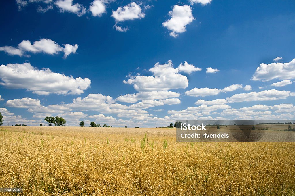 Campo di avena - Foto stock royalty-free di Agricoltura