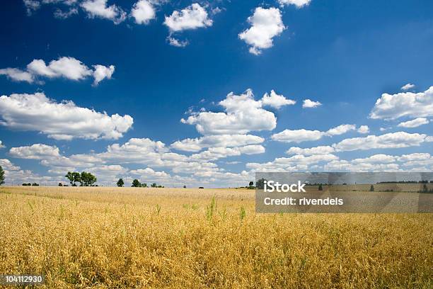 Campo Di Avena - Fotografie stock e altre immagini di Agricoltura - Agricoltura, Ambientazione esterna, Bianco