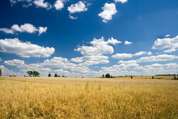 귀리 필드 - oat field plant cirrocumulus 뉴스 사진 이미지