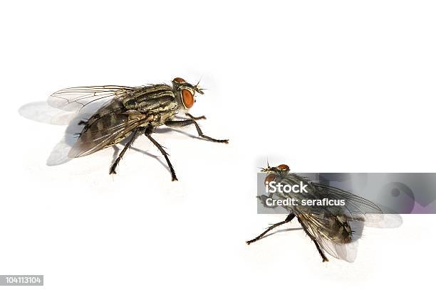 Flies Stock Photo - Download Image Now - Black Fly, Animal Abdomen, Animal Head