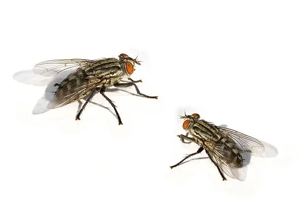 Photo of flies