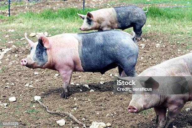 Bauernhof Tiere Stockfoto und mehr Bilder von Agrarbetrieb - Agrarbetrieb, Drei Tiere, Erdreich