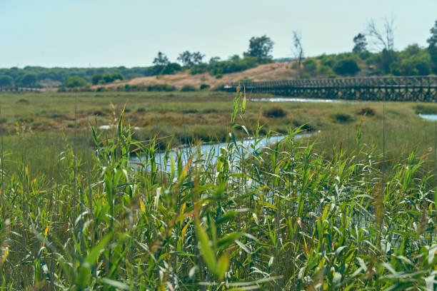 istock marsh of Bellavista 1041134058