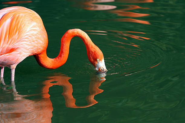 istock Phoenicopterus roseus, Greater Flamingo 104113424