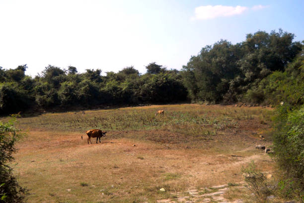 istock dry pond photo 1041136934