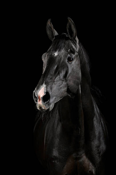 istock Black horse in darkness 104113778