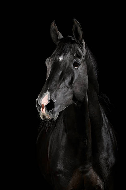 Black Horse In Darkness Stock Photo - Download Image Now - Horse