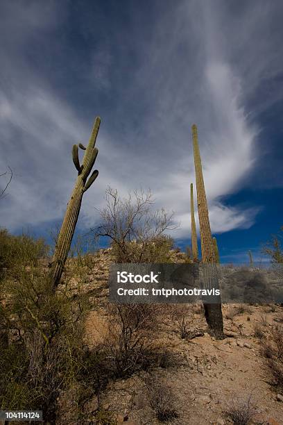 Photo libre de droit de Saguaro Dans Les Nuages banque d'images et plus d'images libres de droit de Aiguille - Partie d'une plante - Aiguille - Partie d'une plante, Arizona, Bleu