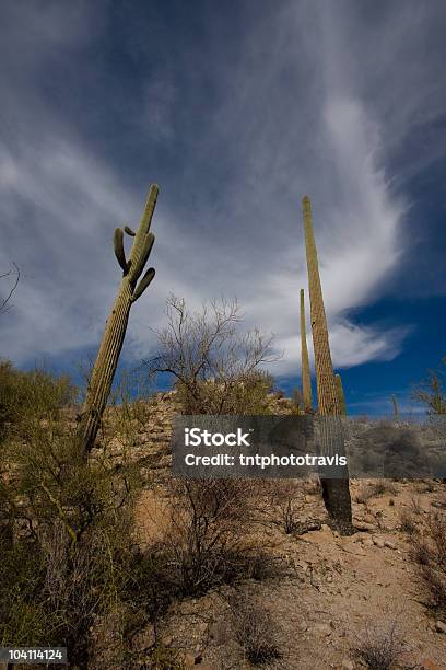 Foto de Saguaro Nas Nuvens e mais fotos de stock de Arizona - Arizona, Azul, Cacto Gigante Americano