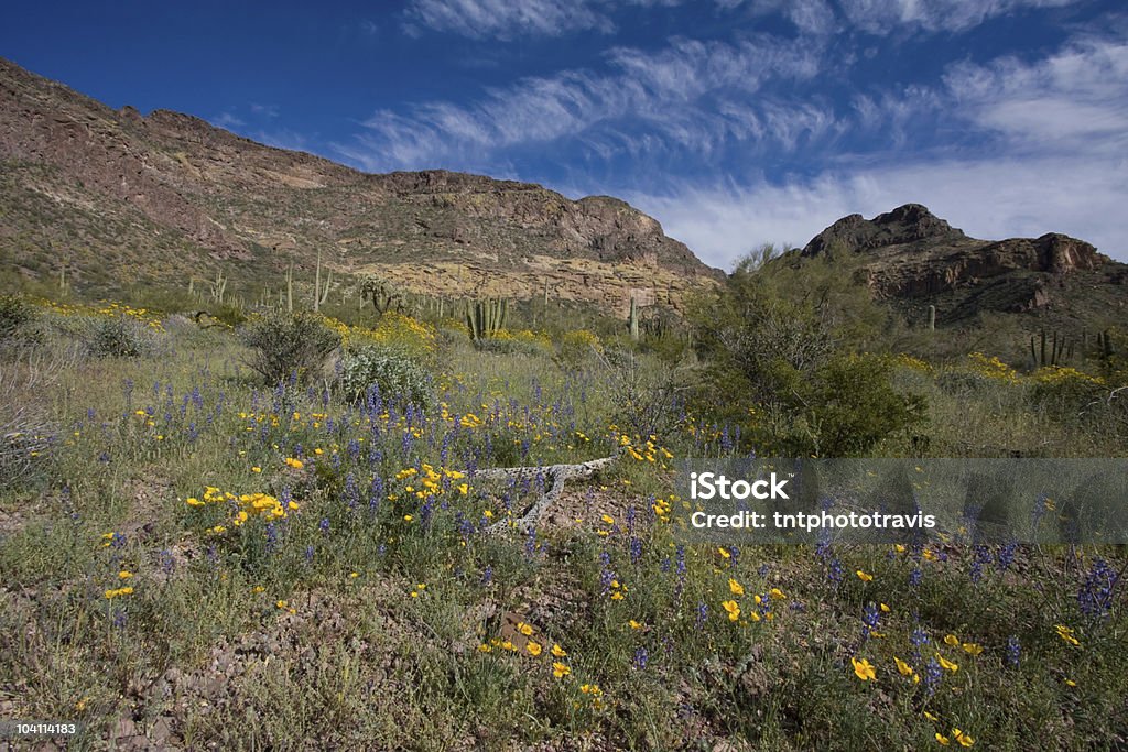 Flores para sempre - Foto de stock de Arizona royalty-free