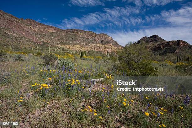 Foto de Flores Para Sempre e mais fotos de stock de Arizona - Arizona, Cacto Gigante Americano, Deserto