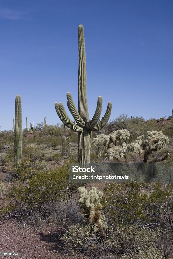 Saguaros & Chollas - Foto de stock de Arizona royalty-free