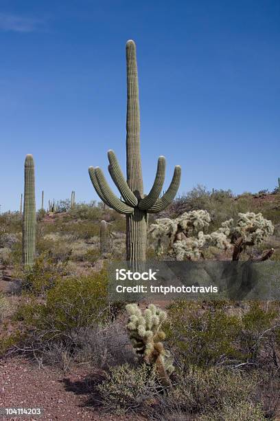 Saguaros Chollas - Fotografias de stock e mais imagens de Ao Ar Livre - Ao Ar Livre, Arizona, Cato