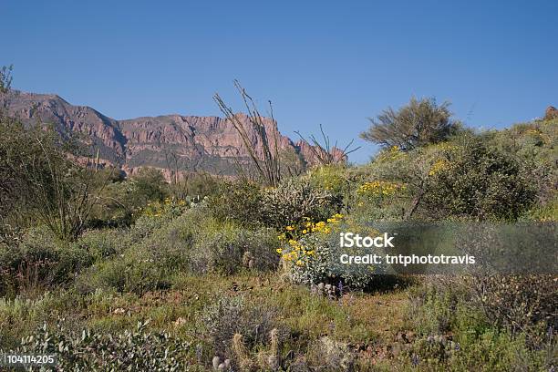 Cato Variedade - Fotografias de stock e mais imagens de Ao Ar Livre - Ao Ar Livre, Arizona, Cato