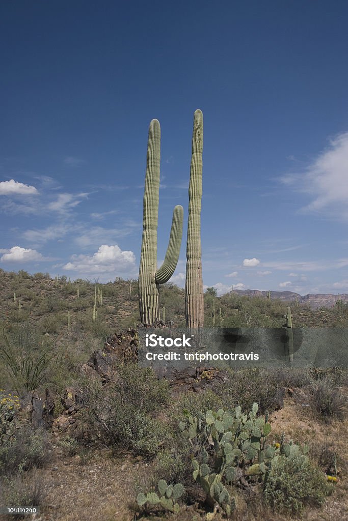 Cactus géant - Photo de Arizona libre de droits