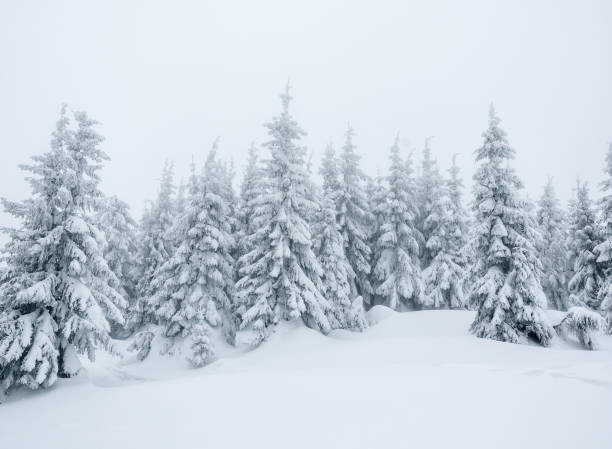 istock firs in winter fog 1041143314