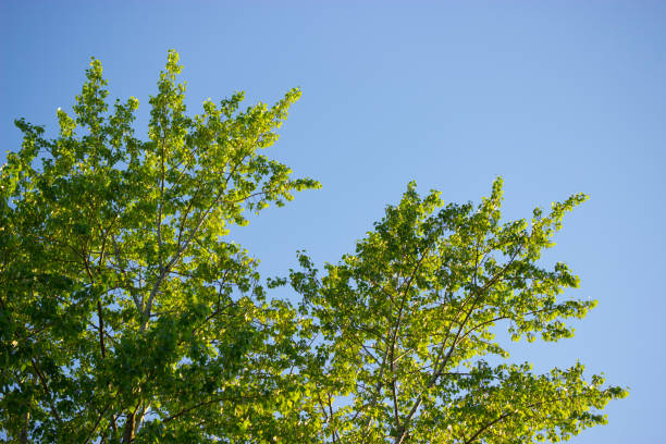 istock sunlight trough leaves brunches tree summer spring green 1041144804