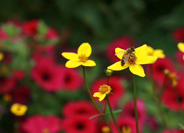 꿀벌 옐로우 아이리스입니다 스톡 사진