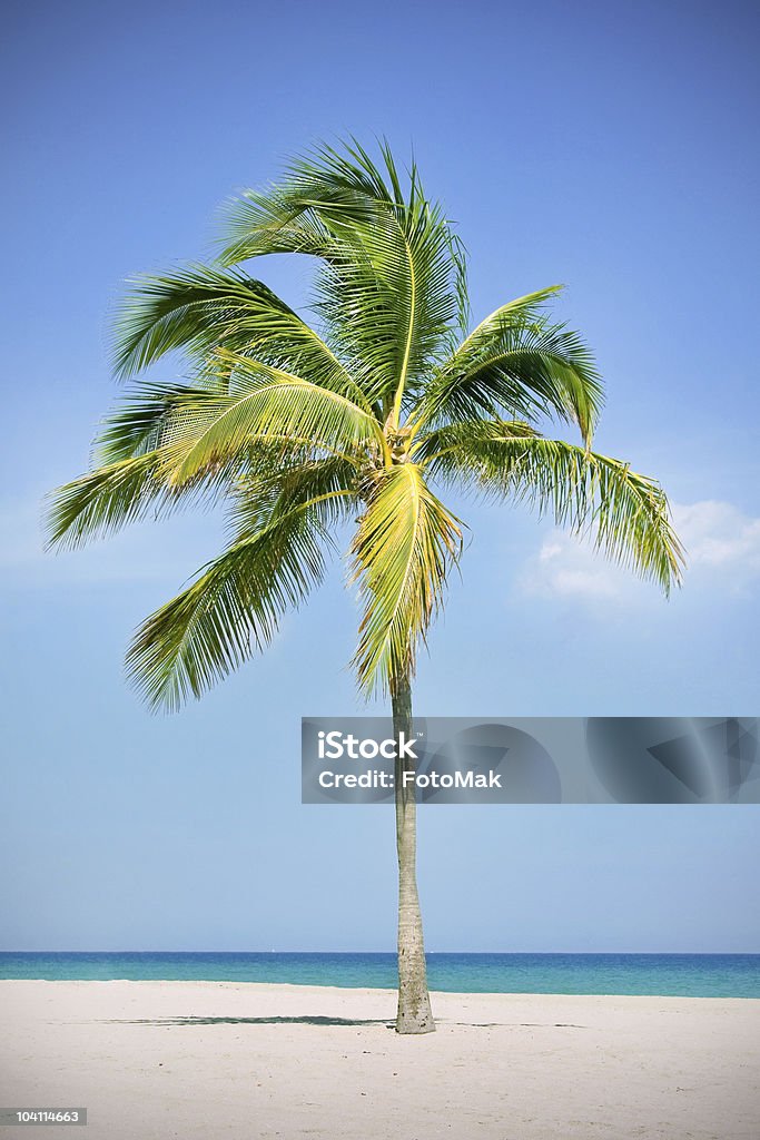 Uma palmeira sobre uma Praia tropical - Royalty-free Ao Ar Livre Foto de stock