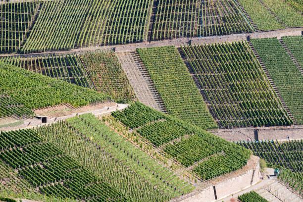 istock Vineyards at Mayschoss , Ahr river, Germany 1041147644