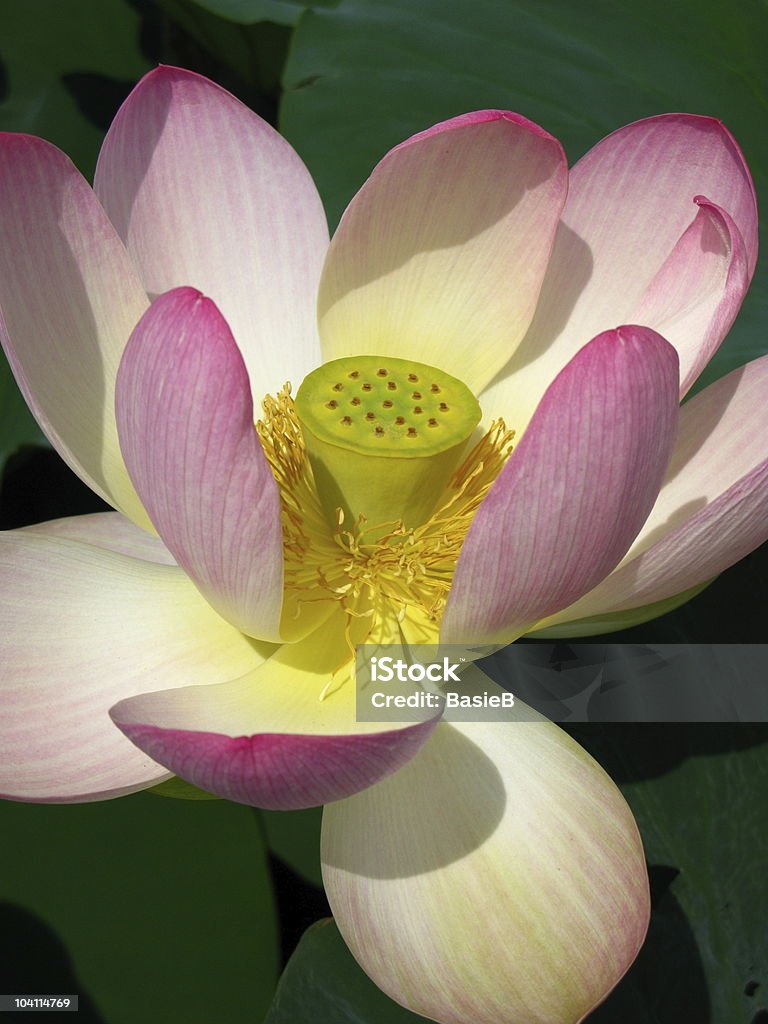 Lotusblüte - Foto de stock de Amarelo royalty-free