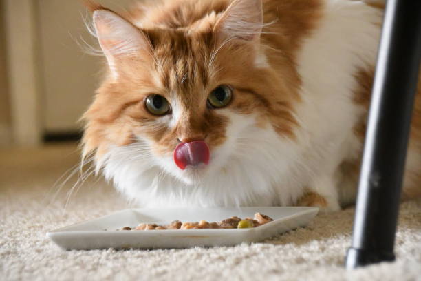 Maine coon Cat Licking Her Lips Maine coon cat eating her food cat food stock pictures, royalty-free photos & images