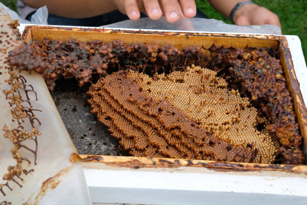 stingless 꿀 꿀벌 벌집입니다. trigona meliponini 식민지 양육 - stingless 뉴스 사진 이미지