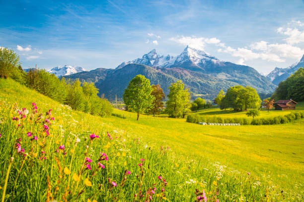 春に咲く草原とアルプスの牧歌的な山の風景 - meadow bavaria landscape field ストックフォトと画像