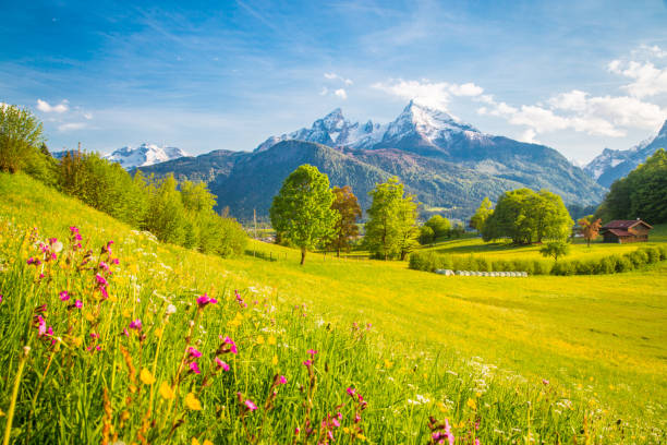 idylliczna górska sceneria w alpach z kwitnącymi łąkami wiosną - switzerland lake beauty in nature nature zdjęcia i obrazy z banku zdjęć