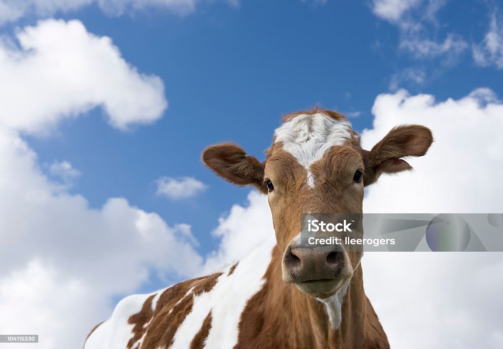 Guernsey vaca con mala camuflaje contra un entorno en la nube - Foto de stock de Ganado Jersey libre de derechos