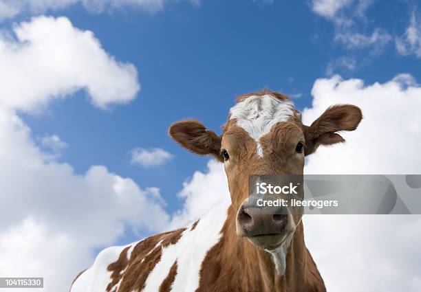 Guernsey Vaca Con Mala Camuflaje Contra Un Entorno En La Nube Foto de stock y más banco de imágenes de Ganado Jersey