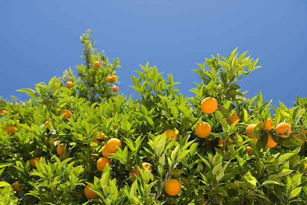 istock Orange tree with ripe oranges amongst its leaves 104115334