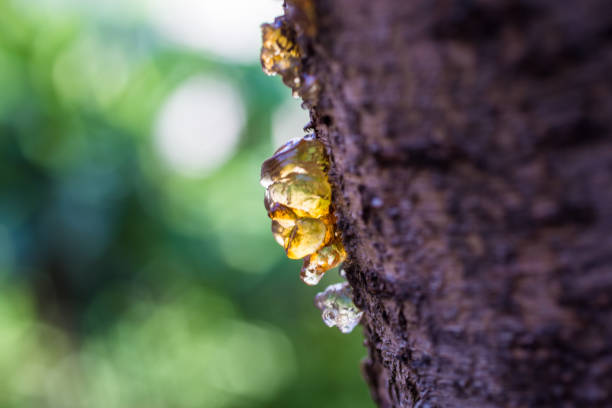 istock Close-up of Resin on Tree Bark 1041154102