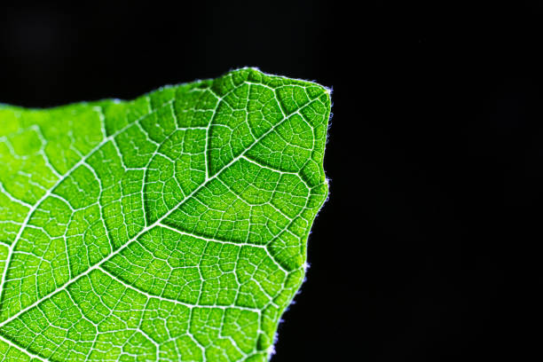 istock close-up view of a green leaf pattern 1041154252