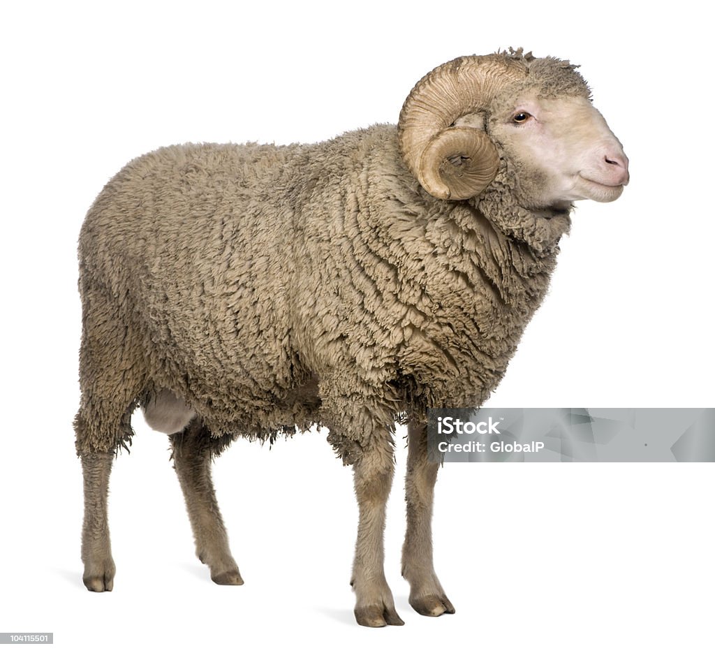 Side View Of Arles Merino Sheep Standing Stock Photo - Download Image Now -  Ram - Animal, White Background, Sheep - iStock