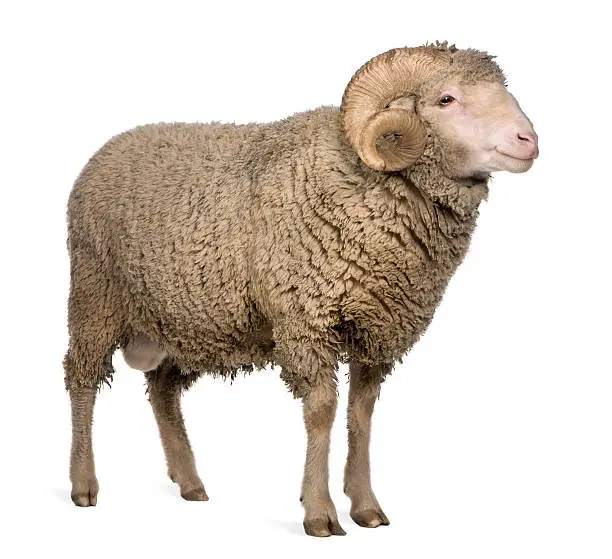 Arles Merino sheep, ram, 3 years old, standing in front of white background.
