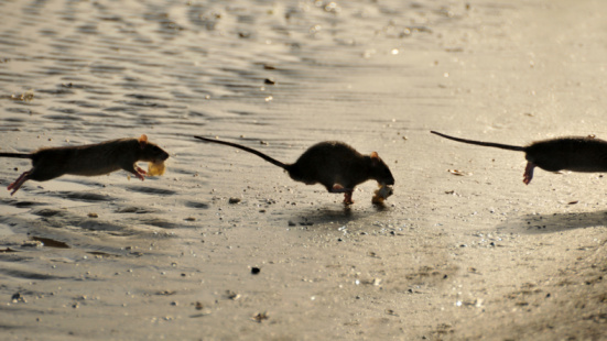 Funny image of three positions of running rat