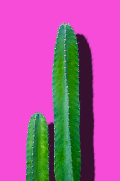 istock Green cactus on a bright pink background 1041156196