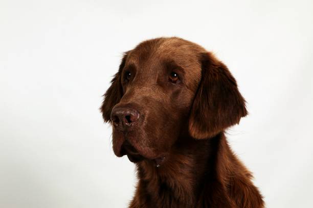 istock brown flat coated retriever portrait 1041156512