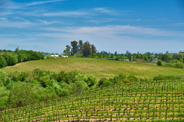 istock Vineyards in California, USA 1041156994