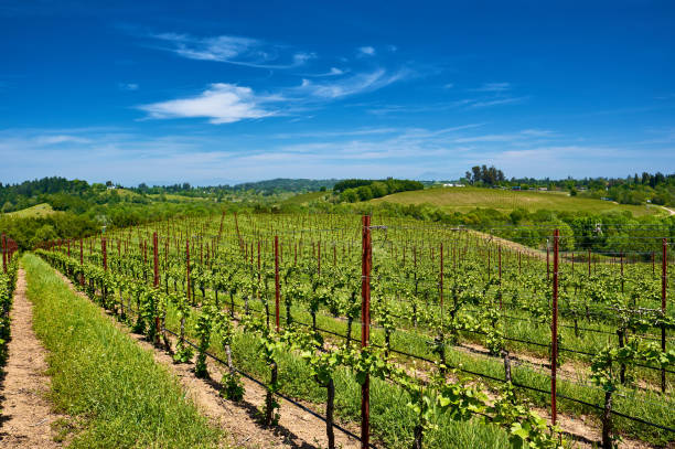 istock Vineyards in California, USA 1041157018