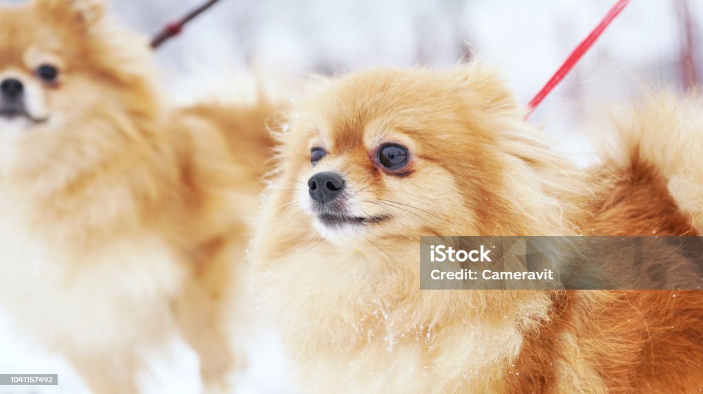 Two Beautiful Pomeranian Puppies Are Standing In A White Snow Pet Animals  Stock Photo - Download Image Now - iStock