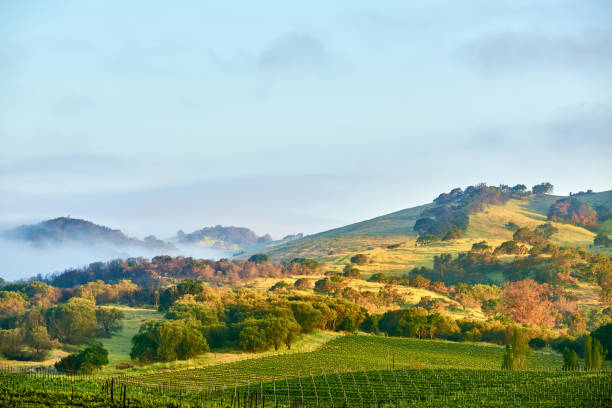 vignobles en californie, é.-u. - vineyard napa valley field in a row photos et images de collection