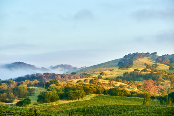 winnice w: kalifornia, stany zjednoczone - northern california vineyard california napa valley zdjęcia i obrazy z banku zdjęć