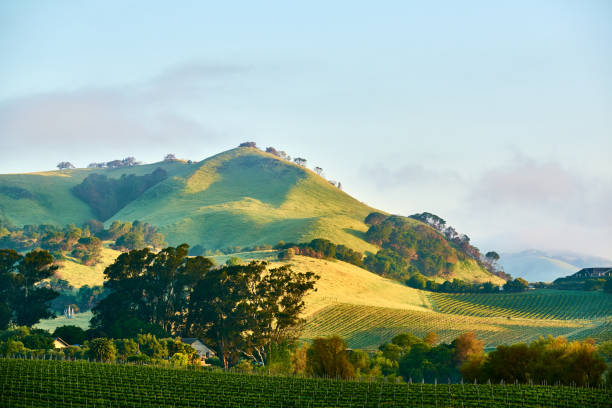 weinberge in kalifornien, usa - vineyard napa valley field in a row stock-fotos und bilder